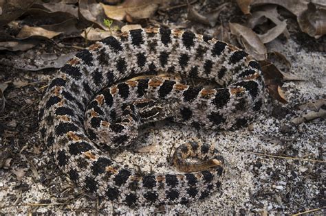 Pictures Of Snakes Found In Arkansas Picturemeta