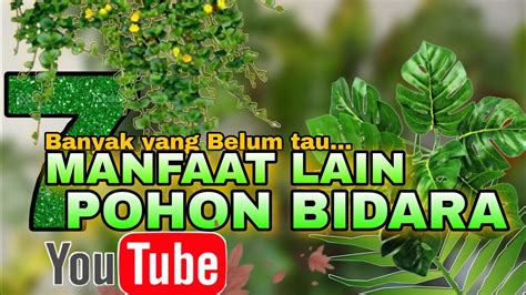 Banyak Yang Belum Tau Manfaat Lain Dari Daun Bidara Manfaat Lain