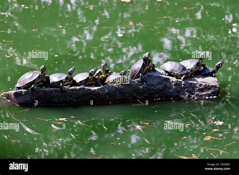 Turtles Sunning On A Rock In The Middle Of A Green Pond Stock Photo Alamy