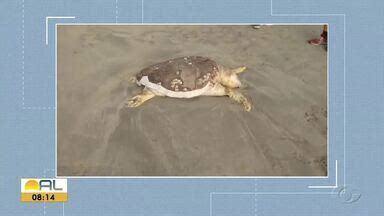 Bom Dia Alagoas Tartaruga Encontrada Morta Na Praia De Ponta Verde