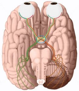 Anatomía del quiasma óptico Homo medicus