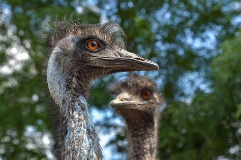 Emu Australia Bird Portrait - Free photo on Pixabay