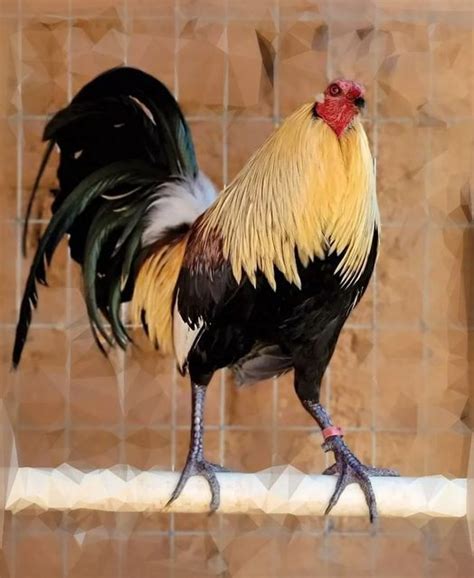 Gallos De Primer Nivel On Instagram Gallo Gallos De Pelea Gallinas