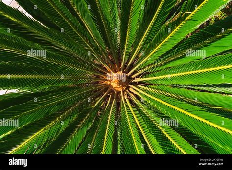 Cycas Revoluta Or Sago Palm Or Japanese Cycad Top View Background Photo