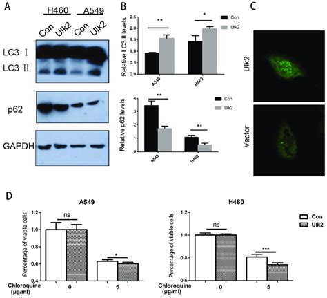 Overexpression Of Ulk Enhances Autophagy In A And H Cells A