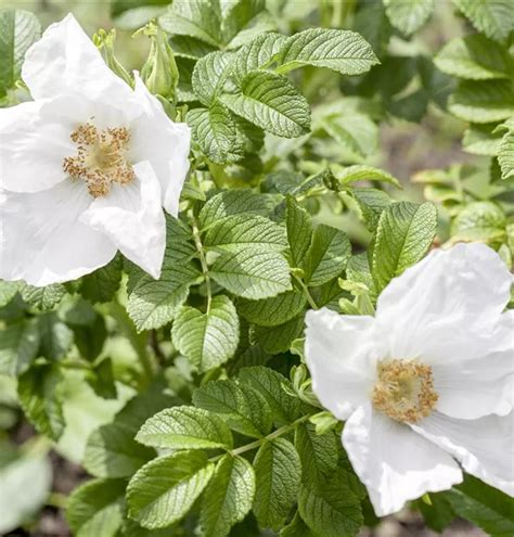 Rosa Rugosa Alba Wei E Apfel Rose Im Pflanzenshop