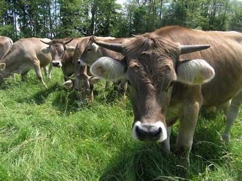 Arche Des Geschmacks Slow Food Deutschland