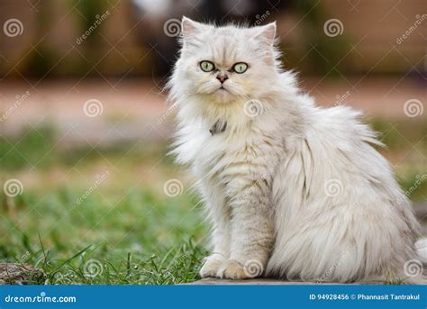 Silver Chinchilla Cat Stock Photo Image Of Thailand 94928456