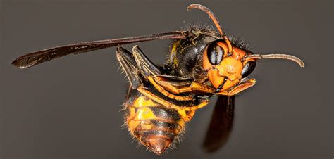 New Asian hornet identification guidance out now | Pest Magazine