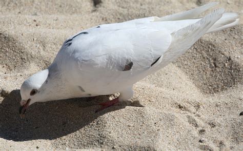 Pictures And Information On White Pigeon