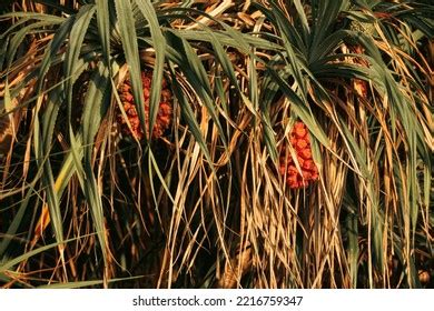 Pandanus Tectorius Species Pandanus Known Screwpine Stock Photo