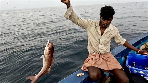 Catching Plenty Of Rosy Snapper Fish In The Sea YouTube