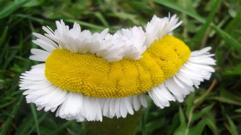 Deformed daises found growing near Fukushima Nuclear Plant, showing ...