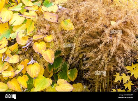 Dioscorea caucasica Yam, Asparagus officinalis yellow autumn colors ...
