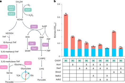 The Shm2 Dependent Gserine Pathway Promoted Methanol Assimilation A Download Scientific