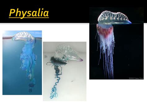 Ppt Sponges And Cnidarians Powerpoint Presentation Free Download