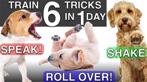 How To Train Your Puppy 6 Tricks In 1 Day Youtube