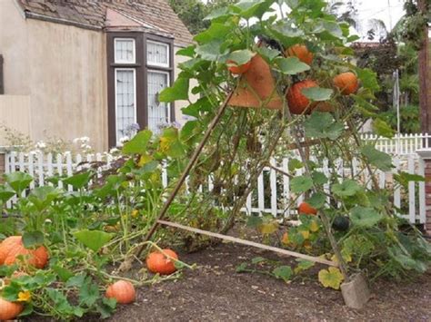 Trellis Ideas For Pumpkins