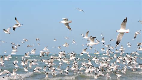 How Does Climate Change Affect Migratory Birds Climate Fact Checks