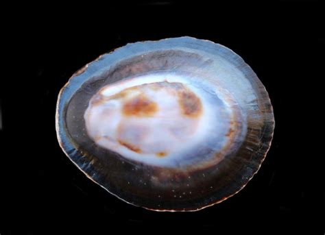 Owl Limpet Shell Mexican Shells Org