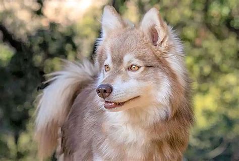 Alaskan Klee Kai Köpek Irkı Özellikleri Ve Bakımı Petibom