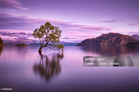 Wanaka Tree High-Res Stock Photo - Getty Images