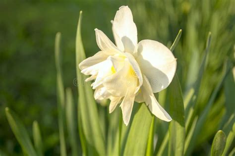 White Daffodil In A Flower Bed White Daffodils With A Yellow Core A