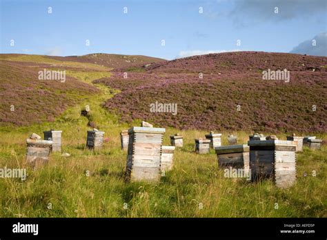 Heather Honey Hives Hi Res Stock Photography And Images Alamy