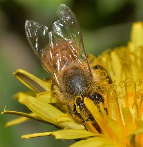 Fotos gratis naturaleza fotografía flor mosca fauna silvestre