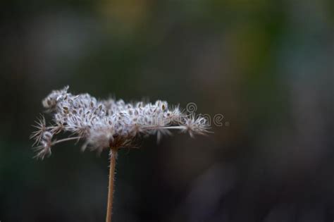 Daucus Carota Congelado Cuyos Nombres Comunes Incluyen Aves De Zanahoria Silvestres Nido Obispos