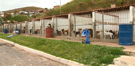 Pitbulls serão transferidos do Canil para local onde funcionava Parque