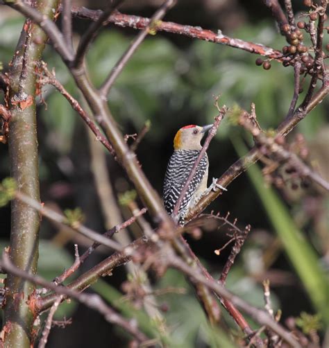 Hofmann S Woodpecker Melanerpes Hoffmannii Conversa Lingu Flickr