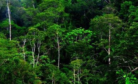 15 Manfaat Hutan Bagi Manusia Dan Makhluk Hidup Beserta Fungsinya