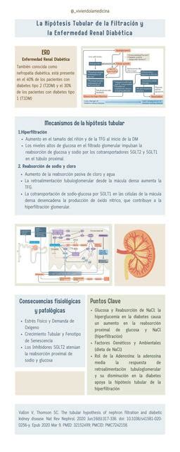 La Hipótesis Tubular de la Filtración y la Enfermedad Renal Diabética