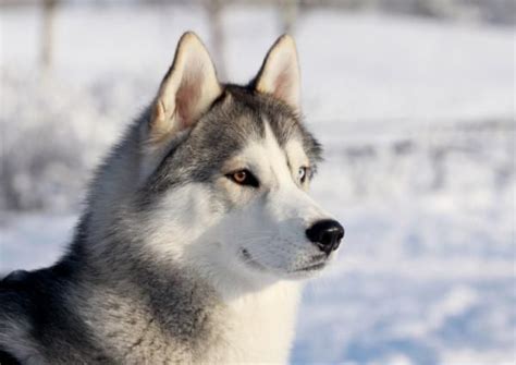 Lista Dos 30 Cachorros MAIS BONITOS Do Mundo Cachorro Mais Bonito