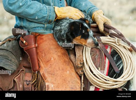 Cowboy And Dog On Horse Stock Photo Alamy