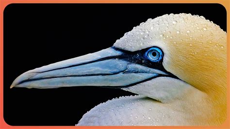 The Gannet Britains Biggest Seabird Gannets Real Wild Youtube