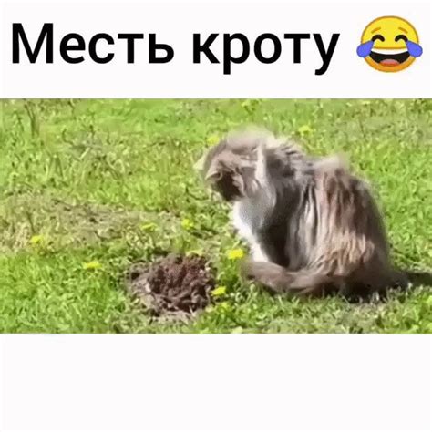 Месть кроту АйДаПрикол Собачки Животные Месть