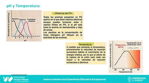 Práctica N 7 Actividad Enzimática pptx