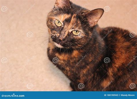 Brindle Cat With Yellow Eyes Looking Directly Into The Camera Stock