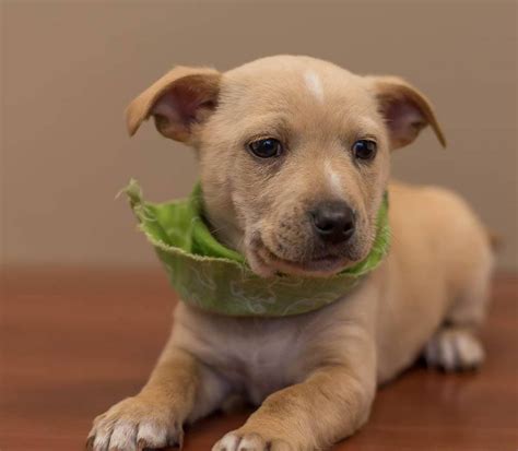 Jackson the Corgi, Terrier Mix