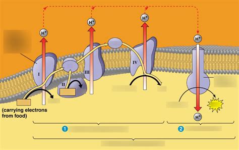 Electron Transport Chain Diagram | Quizlet