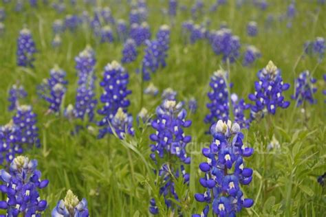 テキサスの州花ブルーボネットを見にエニスに行きました Excuse Me Dallas