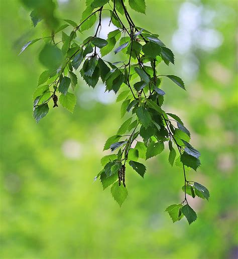 Free Photo Freshness Greens Leaves Closeup Green Leaves Sheet