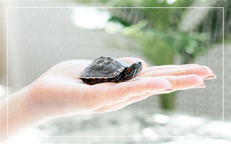 10 Pet Turtles that Stay Small (With Pictures)