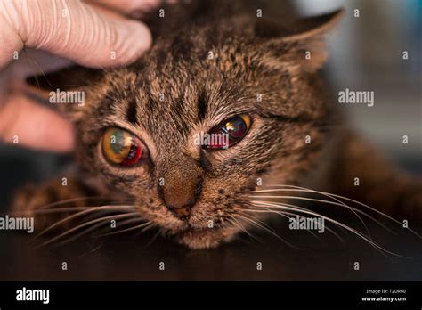 Cat After Car Accident Stock Photo Alamy