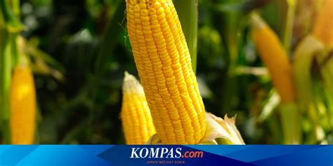 Viral Video Petani Menangis Bulog Bantah Harga Jagung Anjlok