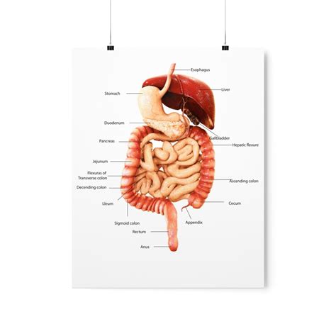 Premium Matte Vertical Posters Digestive System Human Anatomy Etsy