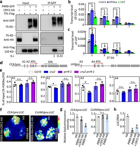 Cry Inhibits The Transcriptional Repressive Activity Of Prr A Co Ip