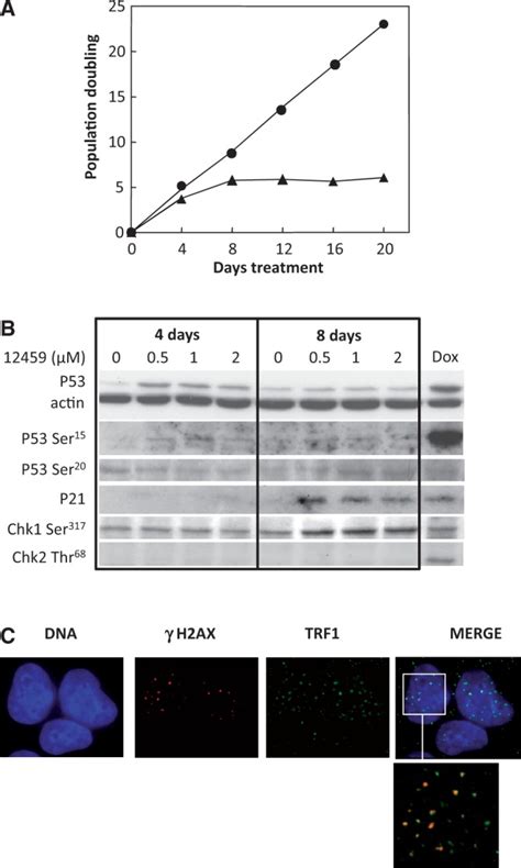 12459 Induced An Atr Mediated Dna Damage Response Associated With